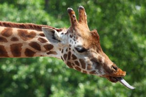 giraffe-tongue-11283424620vtdm